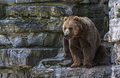 Brown Bear