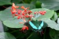 Madame Butterfly