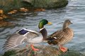 Ma and Pa Mallard
