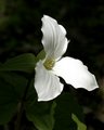 Trillium