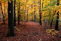 A Country Trail