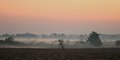 Morning Mist