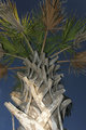 Bark up a Tree