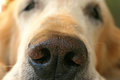 Nosey