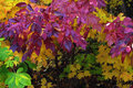 The Color Purple