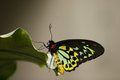 Madame Butterfly