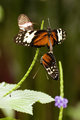 Mating
