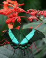 Beautifull Wings