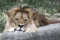 King of The Zoo