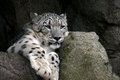 Snow Leopard on Rocks