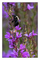 Purple Loostrife Bee