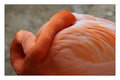 Flamingo Eye