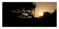 Windblown Sunset