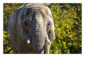 African Elephant Stare