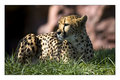 Cheetah