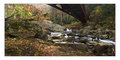 Mountain Stream