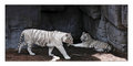 White Tigers