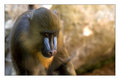 Mandril