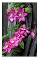 Clematis Cluster