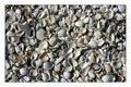 Sanibal Shells