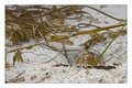 Sand Crab 