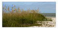 Sea Oats