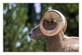 Rocky Mountain Bighorn Sheep 
