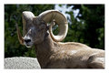 Rocky Mountain Bighorn Sheep