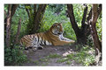 Amur (Siberian) Tiger