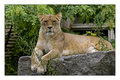 African Lion