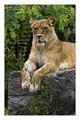 Lion Queen