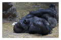 Western Lowland Gorilla