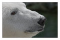 Polar Bear Smerk
