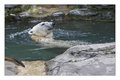 Polar Bear Swim