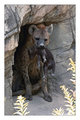 Spotted Hyena & Pup