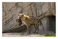 Spotted Hyena & Puppy