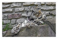 Snow Leopard