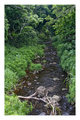 Honokolau Stream Maui 2010