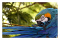 Blue and Yellow Macaw