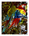 Macaws