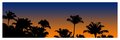 Sunset Palms
