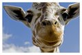 Reticulated Giraffe @ Busch Gardens Tampa 2011