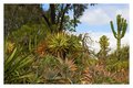 Cactus Gardens 