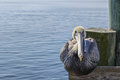 Brown Pelican 2014