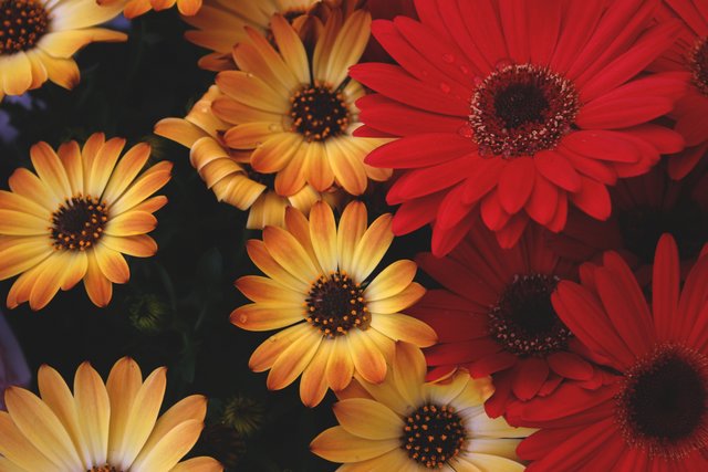Basket of Gerbera's