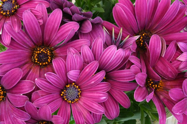 Bouquet of Gerbera's