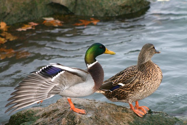 Ma and Pa Mallard
