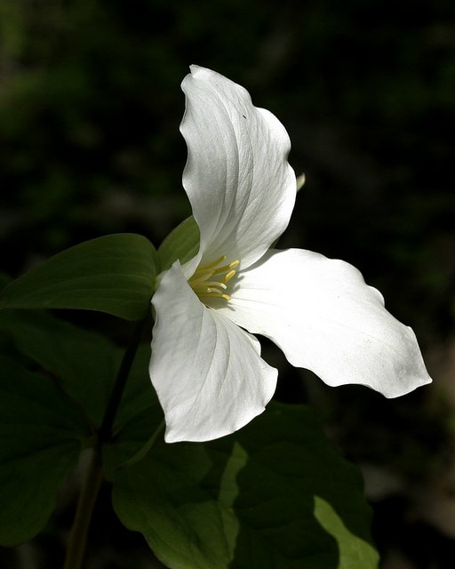Trillium