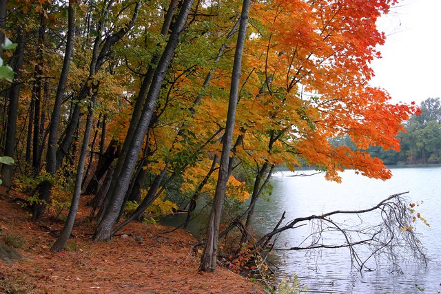 Colors of Autumn