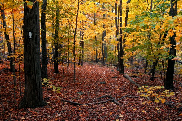 A Country Trail